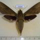 54334p-Sphingidae-Theretra-boisduvalii-f-Vietnam-9