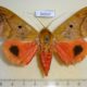 54337p-Noctuidae-Thyas-honesta-Vietnam-12