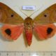 54340p-Noctuidae-Thyas-honesta-Vietnam-15