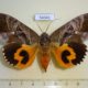 54341p-Noctuidae-Eudocima-phalonia-f-Vietnam-10