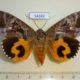 54342p-Noctuidae-Eudocima-phalonia-f-Vietnam-10