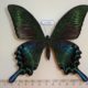 54346p-Papilionidae-Papilio-maackii-Summer-form-Primorye-7
