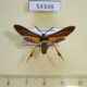 54348p-Arctiidae-Horama-panthalon-Dominicana-18