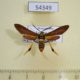 54349p-Arctiidae-Horama-panthalon-Dominicana-18