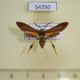 54350p-Arctiidae-Horama-panthalon-Dominicana-18
