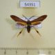 54351p-Arctiidae-Horama-panthalon-Dominicana-18