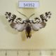 54352p-Arctiidae-Galethalea-portoricensis-Dominicana-7