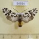 54354p-Arctiidae-Galethalea-portoricensis-f-Dominicana-12