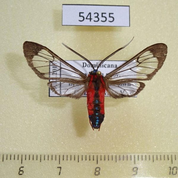 Arctiidae Cosmosoma auge Dominicana