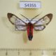 54355p-Arctiidae-Cosmosoma-auge-Dominicana-8