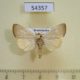 54357p-Noctuidae-Bagisara-buxea-Dominicana-8