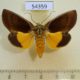 54359p-Noctuidae-Gonodonta-sicheas-Dominicana-7
