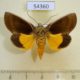54360p-Noctuidae-Gonodonta-sicheas-Dominicana-7