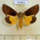 54361p-Noctuidae-Gonodonta-sicheas-Dominicana-7
