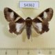 54362p-Noctuidae-Melipotis-fasciolaris-Dominicana-7