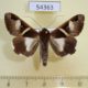 54363p-Noctuidae-Melipotis-fasciolaris-Dominicana-7