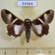 54364p-Noctuidae-Melipotis-fasciolaris-Dominicana-7