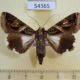 54365p-Noctuidae-Melipotis-contorta-f-Dominicana-9