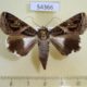 54366p-Noctuidae-Melipotis-contorta-f-Dominicana-9