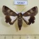 54367p-Noctuidae-Melipotis-famelica-f-Dominicana-9