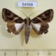 54368p-Noctuidae-Melipotis-contorta-Dominicana-8