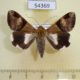 54369p-Noctuidae-Melipotis-fasciolaris-f-Dominicana-8