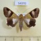 54370p-Noctuidae-Melipotis-fasciolaris-f-Dominicana-8