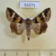 54371p-Noctuidae-Melipotis-ochrodes-Dominicana-9