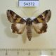 54372p-Noctuidae-Melipotis-ochrodes-Dominicana-9