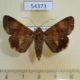 54373p-Noctuidae-Melipotis-januaris-f-Dominicana-7
