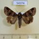 54374p-Noctuidae-Melipotis-januaris-Dominicana-7