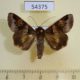 54375p-Noctuidae-Melipotis-januaris-Dominicana-7