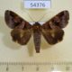 54376p-Noctuidae-Melipotis-januaris-Dominicana-7