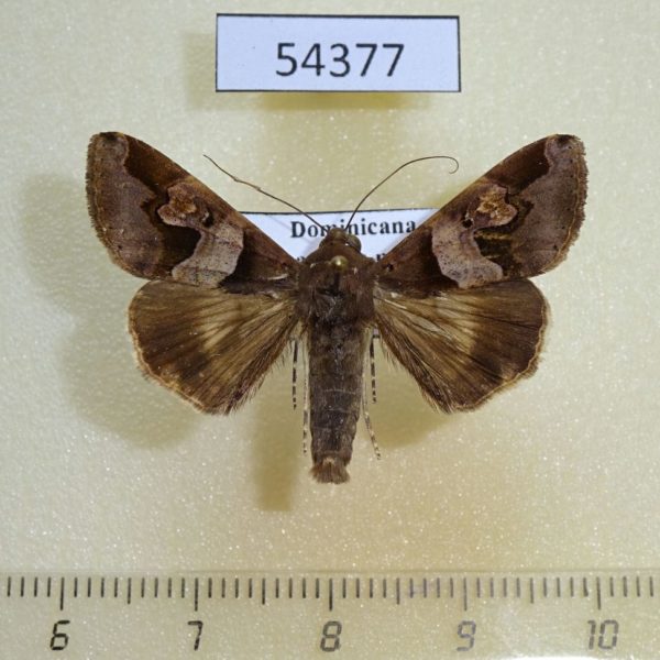 Noctuidae Melipotis januaris Dominicana