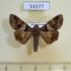 54377p-Noctuidae-Melipotis-januaris-Dominicana-7