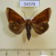 54378p-Noctuidae-Gonodonta-incurva-Dominicana-5