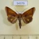 54379p-Noctuidae-Gonodonta-incurva-Dominicana-5