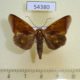 54380p-Noctuidae-Gonodonta-incurva-Dominicana-5