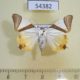 54382p-Noctuidae-Eulepidotis-electa-Dominicana-10