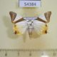 54384p-Noctuidae-Eulepidotis-electa-Dominicana-9