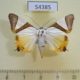 54385p-Noctuidie-Eulepidotis-electa-Dominicana-10