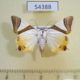 54388p-Noctuidae-Eulepidotis-electa-Dominicana-10
