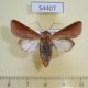 54407p-Noctuidae-Marilopteryx-lutina-Dominicana-10