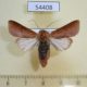 54408p-Noctuidae-Marilopteryx-lutina-Dominicana-10