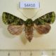 54410p-Noctuidae-Heterochroma-berylloides-f-Dominicana-8