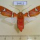 54412p-Arctiidae-Westindia-haxairei-Dominicana-80