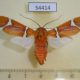 54414p-Arctiidae-Westindia-haxairei-Dominicana-80