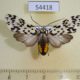 54418p-Arctiidae-Galethalea-portoricensis-f-Dominicana-12