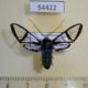 54422p-Arctiidae-Nyridela-chalciope-Dominicana-10