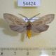 54424p Arctiidae Ischnocampa sp. f Dominicana $7